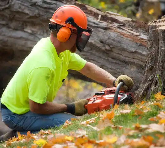 tree services Tower